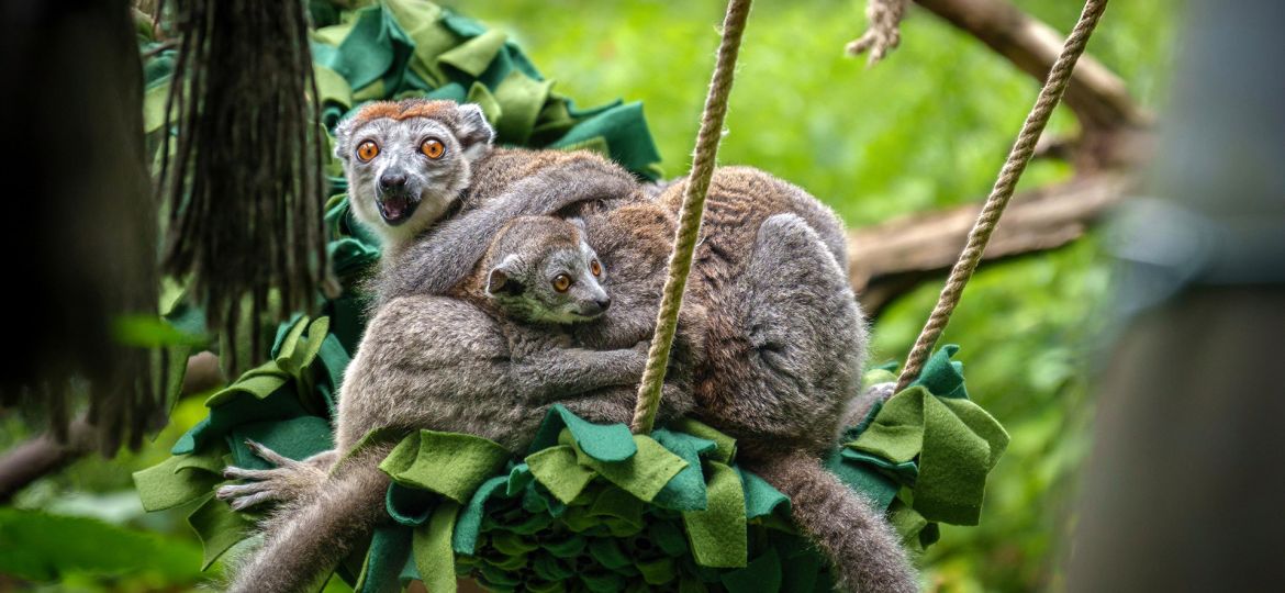 Filmbild 'Behavioral Enrichment'